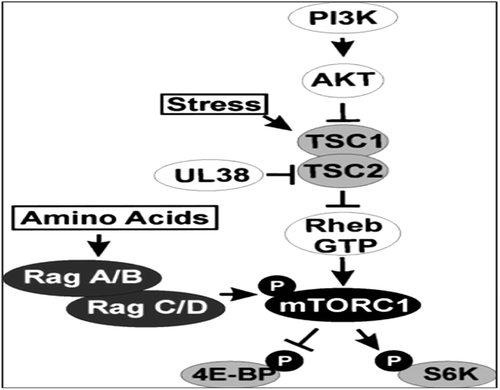 Figure 3. Likely mechanisms involving mTOR, amino acids sensing functions and ER stress.