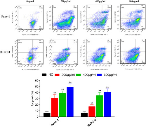 Figure 9 Pancreatic cancer cells were treated with various concentrations of ZJP, and apoptosis of the cells was then analyzed by flow cytometry after annexin V-FITC/PI staining. The percentage of apoptotic cells is presented as the mean ± SD of three independent experiments; **P < 0.01 versus the untreated group.