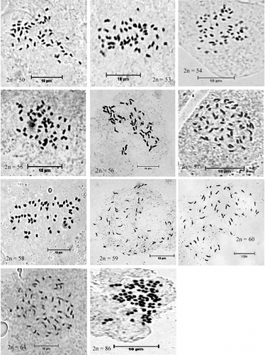 Figure 1 Metaphase chromosomes of P. volubilis.