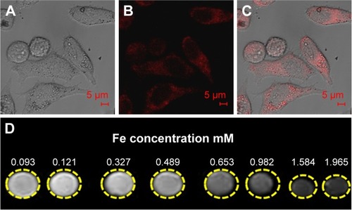 Figure 9 (A) Bright field image and fluorescence image; (B) HepG2 cells cocultured with Fe-HNT-Eu NC; (C) the overlapped image of images (A) and (B); (D) T2-weighted MRI of Fe-HNT-Eu NC (the color change from light to dark indicates a gradual decrease in T2-weighted MRI SI).Abbreviations: HNT, halloysite nanotube; MRI, magnetic resonance imaging; NC, nanocomposite; SI, signal intensity.