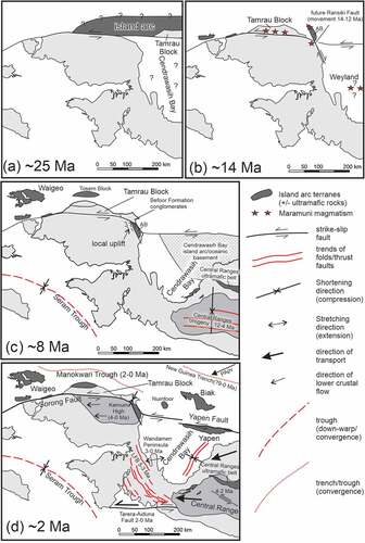 Figure 16. Tectonic evolution of the Bird’s Head Peninsula in the last 25 Ma influenced by oblique convergence of the Australian, Philippine Sea and Pacific-Caroline plates (see text). Oblique plate convergence is resolved into north-northeast shortening and sinistral east-west strike-slip faulting. (a) Docking of an island arc terrane of unknown extent at ~ 25 Ma accompanied by development of the Sorong Fault. (b) At ~ 14 Ma strike-slip movement has ceased along the Sorong Fault after offset of the Tamrau Block (Webb et al. Citation2019, Citation2020a) and followed by oblique subduction (trench not shown) to form the Maramuni igneous rocks. This preceded dextral movement along the Ransiki Fault that offset the Arfak Block (AB) southwards. Location of the Maramuni igneous rocks in the Weyland Overthrust is uncertain but must have lain north of their present location. (c) At ~ 8 Ma major orogeny was active in the Central Range (Sapiie and Cloos Citation2004; Cloos et al. Citation2005). It is uncertain when subduction was initiated along the New Guinea Trench. No major strike-slip movement occurred since 12 Ma along the Sorong Fault as shown by the tie point indicated by uplift of the northeastern Kemum Block and adjacent Arfak Block (AB) that provided a source of detritus to the Befoor Formation. Strike-slip movements may have been more substantial along faults (not shown) in the island arc terrane north of New Guinea. Basement to Cendrawasih Bay was transported from the northeast during the interval 8–6 Ma to its approximate present location (Francois et al. Citation2016; Babault et al. Citation2018). Shortening in the Central Range accompanied by southward emplacement of the Central Range ultramafic belt initiated at 12 Ma (Cloos et al. Citation2005). The Tosem Block was being emplaced southwards onto the northern part of the Bird’s Head Peninsula (Webb et al. Citation2020a). (d) At ~ 2 Ma shortening had been completed in the Lengguru Fold Belt and Wandamen Peninsula (5–3 Ma, White et al. Citation2019). North-northeast convergence is accommodated by subduction along the New Guinea Trench and the Manokwari Trough (past ~ 2–1 Ma only). Limited sinistral strike-slip faulting along the Yapen Fault and in the Central Range (at 4–2 Ma, Sapiie and Cloos Citation2004; Sapiie Citation2016). North-northeast shortening caused folding in the Manokwari area, shortening, and resulting uplift of the Kemum High (also accommodates limited strike-slip movement along the Sorong Fault). Extension occurred from <3 Ma in the Wandamen Peninsula (White et al. Citation2019).