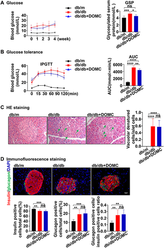 Figure 3 DOMC regulated glucose homeostasis in db/db mice. (A) The test of fasting blood glucose levels and GSP. (B) IPGTT after a 4-week experiment. (C) HE staining of the pancreas: green arrows implied the vacuolar degeneration of pancreatic islet cells. (D) Immunofluorescence co-staining of the pancreas. Each section was stained for insulin, glucagon (green) and DAPI (blue). Insulin and glucagon-positive cells were counted per visual field. The data were presented as means ± SD; n=6-10/group. *p<0.05, **p<0.005, ***p<0.001, ****p<0.0001. Scale bar: 50 μm.