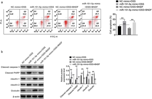 Figure 4. Exogenous BNDF reversed the promoting effect of miR-151-5p on mouse intestinal epithelial cells apoptosis induced by DSS.