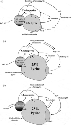 Figure 8. Schematic diagram for the galvanic interaction during the grinding of the Cpy-Py-Q mixture with (a) 5% and (b) 25% pyrite in the feed by 30 wt% Cr steel, and (c) 25% pyrite in the feed by forged steel (the figure not to scale).