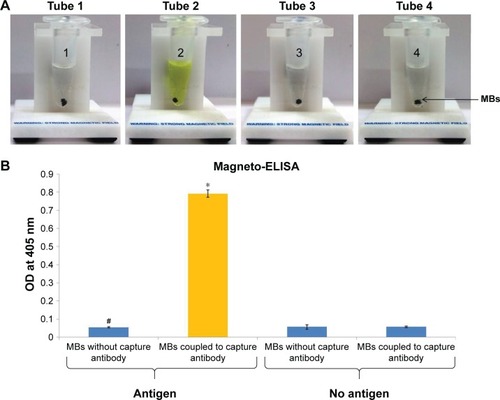 Figure 6 (A) Validation of capture antibody conjugated with MBs by magneto-ELISA (color reaction): color reaction in tube 2 (ESAT-6 coated + MBs coupled with capture antibody) indicates the conjugation of capture antibody with MB, but no color reaction was observed in controls: 1) tube 1: ESAT-6 coated + MBs with no capture antibody; 2) tube 3: no ESAT-6 coated + MBs with no capture antibody; and 3) tube 4: no ESAT-6 coated + MBs with capture antibody. (B) Bar diagram revealed that OD* observed with MBs coupled with capture antibody was significantly higher (P<0.001) than the respective control, ie, MBs without capture antibody#. All the controls revealed negligible OD values, thus validating the conjugation of capture antibodies with MBs.Abbreviations: ESAT-6, early secreted antigenic target-6; MBs, magnetic beads; OD, optical density.