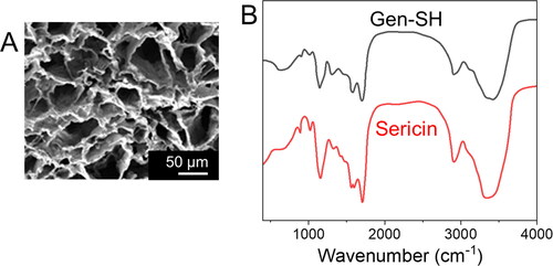 Figure 2. Physicochemical characterizations of a genipin conjugated by sericin hydrogels (Gen-SH). (A) FT-IR spectra of Gen-SH and sericin. (B) The Gen-SH image presents the porous structure of a Gen-SH examined by SEM. Scale bar 50 µm.