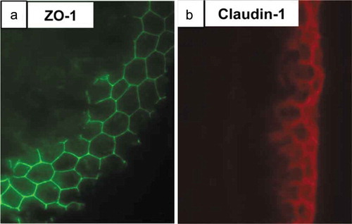Figure 3. ZO-1 and claudin-1 are seen in a transverse section of E14 chick metatarsal tendon. Immunofluorescence staining showed the presence of an epithelium containing (a) ZO-1 (green) and (b) claudin−1 (red) tight junctions on the surface of the tendon. This epithelium may prevent tendon cell migration and tendinopathic adhesion formation. Figure used with publisher’s permission from Taylor et al. 2011.Citation76.
