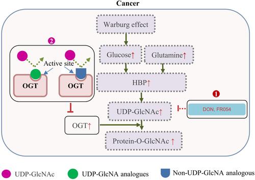 Figure 2 Increased protein O-GlcNAcylation in cancers and therapeutic interference of O-GlcNAcylation. The Warburg effect and an increased glucose/glutamine consumption by cancer cells leads to a high HBP flux and increased UDP-GlcNAc level. This, together with OGT overexpression often causes protein hyper-O-GlcNAcylation in cancer cells. 1) 6-diazo-5-oxo-norleucine (DON) inhibits the glutamine fructose-6-phosphate amidotransferase, and FR054 inhibits the N-acetylglucosamine-phosphate mutase, leading to a reduced intracellular level of UDP-GlcNAc and disruption of O-GlcNAcylation; 2) UDP-GlcNAc analogues or small molecules identified by high throughput screening of compound library, can compete with UDP-GlcNAc upon binding to OGT, and decrease the O-GlcNAcylation level through direct inhibition of OGT activity.