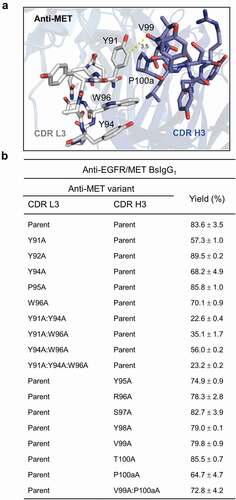 Figure 5. Structure-guided mutational analysis of CDR L3 and H3 contact residues for an anti-MET antibody. (a) X-ray structure of the anti-MET Fab (PDB 4K3J)Citation25 highlighting CDR L3 and H3 contact residues. (b) Alanine-scanning mutagenesis of CDR L3 and H3 of the anti-MET antibody to identify residues contributing to high bispecific yield of the anti-EGFR/MET BsIgG1. Data shown represent mean ± SD for two independent experiments using optimized LC DNA ratios. See Table 1 for additional experimental details.