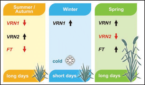 Figure 1 The molecular basis of spring flowering in temperate cereals. Prior to winter the vernalization and long-day flowering response pathways are inactive because VRN1 is not expressed and VRN2 represses FT1 in long days. Hence flowering is delayed. Prolonged exposure to cold over winter induces expression of VRN1, while FT1 remains inactive in the short days of winter. Following winter, expression of VRN1 remains high. This promotes inflorescence initiation and also downregulates VRN2 to allow long-day induction of FT1 as days lengthen. This promotes rapid flowering in spring.