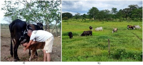 Figure 2. Small cattle breeders farms with manual milking with the calf presence (a) and cows from indefinite crosses Bos taurus-Bos indicus in extensive grazing in native pastures (b).