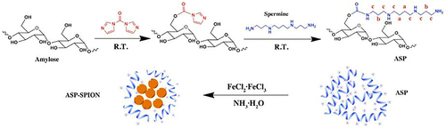 Figure 11 Schematic diagram of synthesizing novel MNPs for stem cells labeling and MRI imaging in vivo.