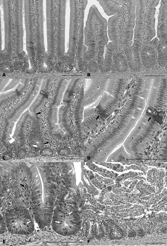 Figure 6.  Histological appearance of the duodenal mucosa of young turkey poults. 6a: Uninfected turkey poult at 6 days of age. 6b: Uninfected turkey poult at 8 days of age. 6c: Infected turkey poult at 6 days of age (5 d.p.i.) showing typical infiltration of lymphocytes and heterophils in the lamina propria surrounding the crypts and extending into the villi (arrows). 6d: Higher magnification of villi in 6c showing locally affected villar enterocytes (arrows). These regions were relatively common (several regions per villus) at 5 d.p.i. within the proximal half of the villi. 6e: Crypts of an infected poult at 8 days of age (7 d.p.i.) showing large numbers of dividing cells within the crypt epithelium (white arrows) and modest cellular infiltration of the lamina propria (black arrow). 6f: Mucosa of a poult at 15 days of age (14 d.p.i.) with localized sloughing of entire, denuded villi. The underlying crypts remained largely intact. Bars = 100 µm.