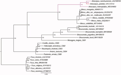 Figure 1. The ML phylogenetic tree for Artocarpus petelotii based on other 25 species plastid genomes.