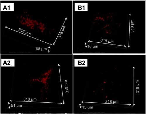 Figure 7 In vivo biofilm formation by MRSA (A1 and B1) and MRSE (A2 and B2) on implanted plates. Representative confocal microscopy snapshots of 3D reconstructions (obtained with a 40X objective) of immunostained bacteria on uncoated (A1 and A2) and coated (B1 and B2) plates after 4 weeks of implantation.