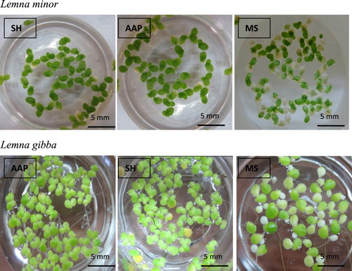 Figure 4. Proliferation of L. minor and L. Gibba on different nutrient media (SH, MS and AAP) after 7 days of culture (bar = 5 mm).