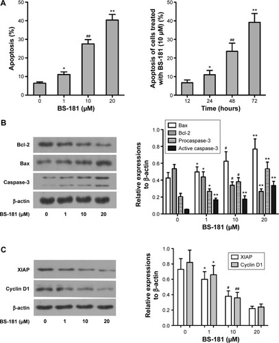 Figure 2 BS-181 induced cell apoptosis (A) and regulated apoptosis-related protein expressions (B and C).