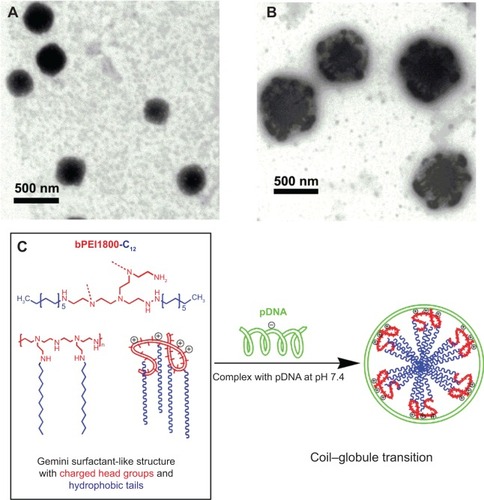 Figure 2 Morphology and schematic illustration of self-assembly process of bPEI1800-C12/DNA polyplexes.Notes: Transmission electron microscope images of bPEI1800/DNA polyplexes (A) and bPEI1800-C12/DNA polyplexes (B) at a weight ratio of 3:1 (polymer to DNA) at pH 7.4. Schematic illustration of the self-assembly process of bPEI1800-C12/DNA polyplexes (C).Abbreviations: bPEI1800, branched polyethylenimine with molecular weight 1,800 Da; bPEI1800-C12, bPEI1800 grafted with hydrophobic C12 chains; pDNA, plasmid DNA.