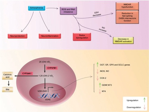 Figure 3 The role of vitamin D in four pathways involved in the etiology of schizophrenia.