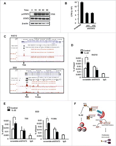 Figure 4. IL-22 promoted STAT3 binding to the PRC2 promoters. (A) Activation of STAT3 by IL-22. Colon cancer cells were treated with IL-22 for different time points. Phosphorylated STAT3 and STAT3 proteins were detected by immunoblotting. One of three experiments is shown. (B) Effect of shSTAT3 on IL-22-induced DLD-1 cell proliferation. DLD-1 cells were transfected with control vector (scramble) or two vectors encoding shSTAT3, and stimulated with IL-22 for 24 h. Cell proliferation was detected by H3 thymidine incorporation. n = 3, p < 0.05. (C) Based on the ENCODE STAT3-ChIP-Seq data base, STAT3 occupancy on the promoter areas of SUZ12 and EED is shown. (D, E) Effect of IL-22 on the occupancy of STAT3 in the promoters of PRC2 components in DLD-1 cells. DLD-1 cells expressing control vector or shSTAT3 were cultured with IL-22 for 0.5 h. The occupancy of STAT3 in the promoters of SUZ12 (D) and EED (E) was determined by ChIP assays. n = 3, p < 0.05. (F) Scheme of the mode of action of Th22 cells in colon cancer cell proliferation. Th22 cells release IL-22, activate STAT3, and STAT3 binds to the promoters of PRC2 components causing tumor cell proliferation via H3K27me3-mediated p16 and p21 repression.