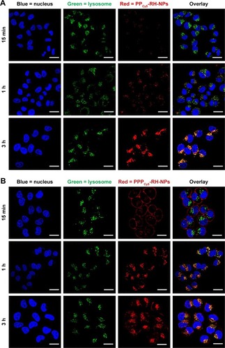 Figure 6 Internalization and subcellular distribution of PPCy5-RH-NPs (A) and PPPCy5-RH-NPs (B) in HK-2 cells at different times were observed by CLSM.Notes: Cell nuclei were stained with Hoechst 33342 (blue). Lysosome/endosomes were stained with LysoTracker Green DND99 (green). Nanoparticles were labeled with Cy5 (red).Abbreviations: CLSM, confocal laser scanning microscopy; Cy5, cyanine 5; RH, rhein.