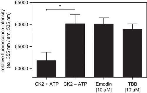 Figure 4.  FRET-peptide based CK2 activity determination. CK2 phosphorylation of the D/E-peptide (+ ATP) significantly reduced the resulting fluorescence after elastase incubation (p < 0.05). Interference of CK2 activity by the well-known inhibitors Emodin and TBB suppressed CK2 phosphorylation. In this case, a higher fluorescence, which was on the same level as the sample with inactive CK2 (– ATP), could be observed.