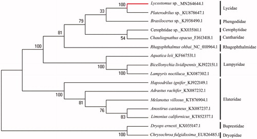 Figure 1. The phylogenetic tree of 16 species of Elateroidea, Dryopidae, and Buprestidae based on 13 PCGs of mitochondrial genome sequence.