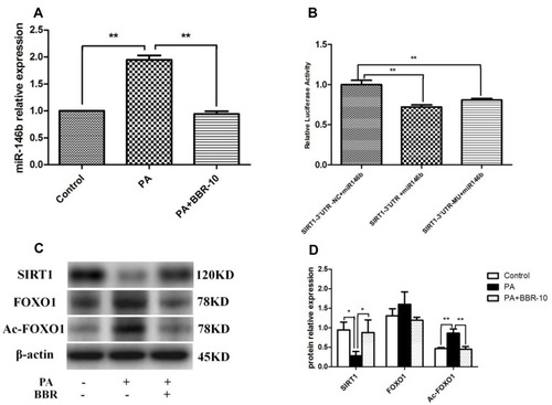 Figure 6 miR-146b targeted SIRT1 in HepG2 cells. (A) HepG2 cells were treated with medium, palmitic acid (PA) only, or palmitic acid + BBR (10 µM). Then the expressions of miR-146b were evaluated. (B) HepG2 cells were co-transfected with miR-146b mimics or control miRNA and the reporter plasmid containing 3´-UTR segment of SIRT1, as well as an endogenous control Renilla luciferase plasmid pRL-TK for 48 h, and then the relative luciferase activity in each group was analyzed. (C and D) The expression of SIRT1, FOXO1 and Ac-FOXO1 was detected by Western blot. *p<0.05; **p<0.01.
