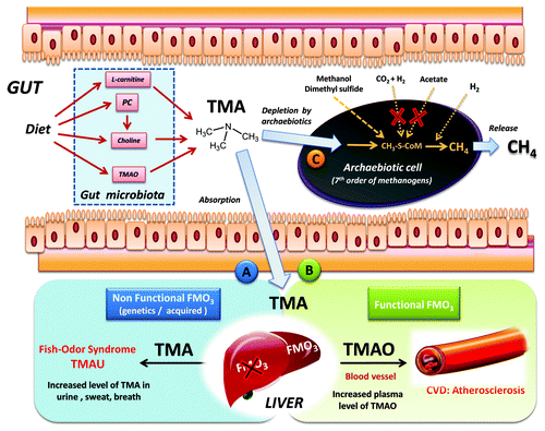 Figure 1. Origin and fate of TMA in the human gut, and the Archaebiotics concept. Gut microbiota synthesis of TMA is realized from TMAO, choline, PC and L-carnitine. The TMA is then absorbed and goes to the liver, routes (A or (B). In the case of route (A), a partial or total defect in FMO3-oxidation into TMAO leads to increased level and diffusion of TMA in breath, urine and sweat. When FMO3 liver oxidation is functional (B), the increase of TMAO in blood is associated with atherosclerosis.Citation2,Citation7,Citation11 Therefore, converting TMA directly in the gut using Archaebiotics belonging to the seventh methanogenic order, naturally-occurring in the gut, route (C) should be envisaged. Interestingly, these archaea are only able to perform methanogenesis using methyl compounds (see Fig. 2), because the two other pathways are absent (CO2 reduction with H2 and aceticlastic pathway): this would increase the efficiency of TMA conversion.