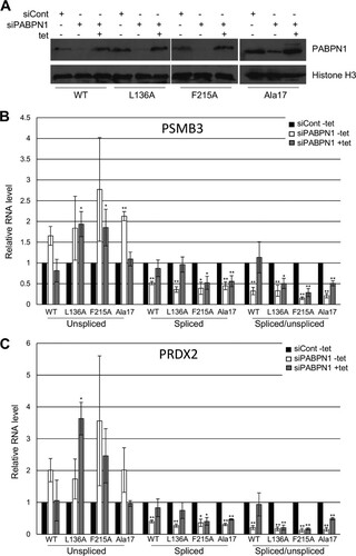 FIG 6 Splicing requires the RNA binding and PAP-stimulating functions of PABPN1. (A) Western blot analysis of PABPN1 in PABPN1 WT, L136A, F215A, and Ala17 cell lines treated with control or PABPN1 siRNA or with PABPN1 siRNA and then tet. The histone H3 protein is shown as a loading control. (B) RT-qPCR analysis of PSMB3 terminal intron splicing in PABPN1 WT, L136A, F215A, and Ala17 cell lines treated with control or PABPN1-specific siRNA or with PABPN1 siRNA and then tet. The levels of spliced and unspliced RNAs are shown, as well as their ratios. In each case, quantitation was performed relative to amounts recovered from cells transfected with control siRNA, which were given a value of 1 after normalization to GAPDH mRNA. (C) The same as panel B, but PRDX2 splicing was analyzed. All error bars represent standard deviations for at least three biological replicates. *, P < 0.05; **, P < 0.01.