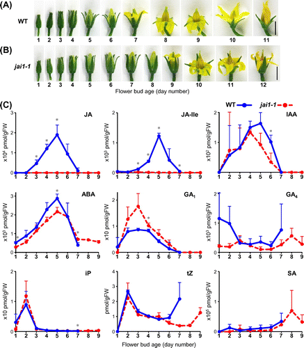 Figure 2. Development of WT and jai1-1 flower buds toward opening and changes of phytohormone levels in the flower buds. The levels of nine phytohormones in the same bud sample were simultaneously measured.