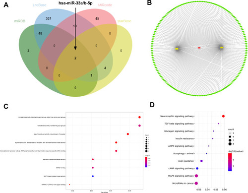 Figure 6 EGOT function analysis. (A) Common potential microRNA of EGOT predicted by several online sites. (B), EGOT-microRNA-mRNA network map drawn by Cytoscape (red was lncRNA, yellow was microRNA, and green was mRNA). (C) Analysis of potential GO function of target gene. (D) Analysis of potential KEGG signaling pathway of target gene.