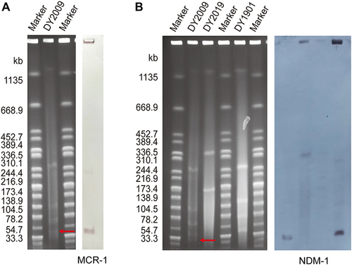 Figure 2 Plasmid analysis of the ST5571 colistin-resistant CRKP strain DY2009 via S1-PFGE and Southern blotting using mcr-1 and blaNDM-1 probes. (A) Analysis of pDY2009-MCR-1. (B) Analysis of pDY2009-NDM-1. Due to the similar plasmid size of pDY2009-MCR-1 and pDY2009-NDM-1, NDM-1-producing clinical isolates DY2019 and DY1901 recovered from the same hospital were used as control. The red arrows indicate the locations of the resistance plasmid.