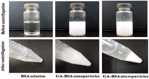 Figure 2. Images of BSA solution, the suspensions of GA–BSA nano/microparticles before and after centrifugation.