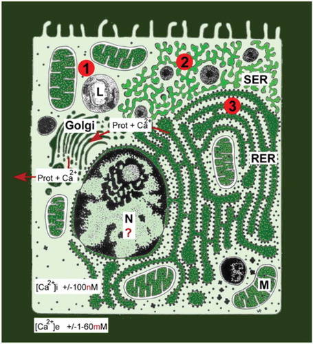 Figure 4. Schematic representation of the main Ca2+ gradients in animal cells. From De Loof [Citation7].This figure illustrates that the huge gradients require incessant “efforts” to keep the Ca2+ concentration in the cytoplasm at or around a very low concentration of 100 nM. For a more detailed physiological explanation, in particular with respect to the mechanisms indicated by the numbers 1, 2 and 3 see the original Open Access paper[Citation7].