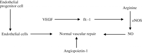 Figure 1. Normal vascular homeostasis.