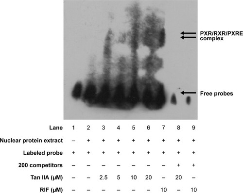 Figure 3 Tan IIA, RIF, and the DNA-binding activity of nuclear pregnane X receptor.