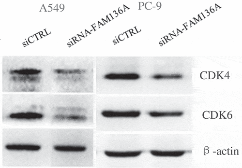 Figure 6. Expression of cell cycle-related molecules in NSCLC cells with FAM136A knockdown. CDK4 and CDK6 were significantly downregulated after knockdown of FAM136A expression in A549 and PC-9 cells. *p < 0.05 by Student’s t-test