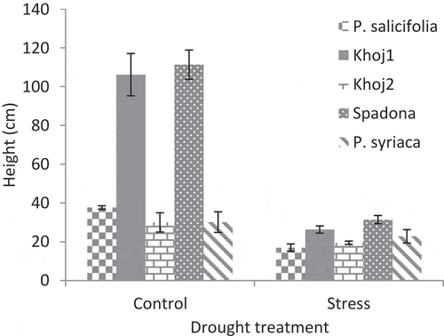 Figure 1. Interaction effect of drought stress and pear species on seedling height.