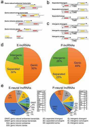 Figure 2. Classification of significantly differentially expressed lncRNAs according to their genomic location relative to the nearest mRNAs in E- and P-stage cortices. (a) The four subclasses of genic lncRNAs with part of or all gene overlapped with the nearest mRNA. (b) The three subclasses of separated lncRNAs with a distance of less than 10kb to the nearest mRNA. (c) The three subclasses of intergenic lncRNAs with a distance of more than 10kb to the nearest mRNA. The arrow covering genes represents the transcription direction. (d) Pie charts show the proportion of 326 and 378 significantly differentially expressed lncRNAs in each classification at E- and P-stage. (e) Pie charts show the proportion of pre-selected potential neural-lncRNAs in each subclass at E- and P-stage; the tables show the numbers of pre-selected potential neural-lncRNAs in each subclass at E- and P-stage