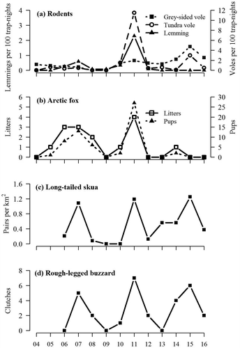 Figure 4. Time series of rodent densities and predator breeding performances on the Varanger Peninsula. (a) Rodent population density indices (individuals per 100 trap-nights) based on all small-quadrat sampling sites on the Varanger Peninsula in June (see Fig. 1). (b) Litter and pup production for the Arctic fox obtained from the Norwegian den monitoring programme (Berteaux et al. Citation2017). (c) Density of successfully breeding pairs of long-tailed skua in four study blocks of 4 km2 and (d) number of rough-legged buzzard clutches with nearly fledged young in late July at traditional breeding sites in two survey areas in the interior of the peninsula (see Fig. 1 and Killengreen et al. Citation2013).