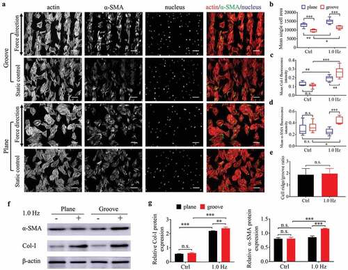Figure 6. The differentiation of BMSCs seeded on plane and groove structures for 24 h. (a), Fluorescent images of cytoskeleton and α-SMA of BMSCs. Images are taken in black-and-white mode of fluorescence microscopy, and merged pictures are added with pseudo-color, including red (F-actin), green (α-SMA) and blue (nucleus). The force direction is vertical, with the static culture as a control. Scale bars: 100 μm. (b) Mean single cell area. (c–d) Mean Col-I (c) and α-SMA (d) fluorescence intensity. (e) Ratio of cells on the ridge to groove. (f) The protein expression of Col-I and α-SMA. (g) Quantifying the gray value of protein bands, the proteins are normalized to β-actin. Statistical analyses: two-way classification ANOVA with Tukey’s multiple comparison test (b-d, g); two-tailed Student’s t-test (e). n = 9, cell counts>50 (b-e), n = 3 (g). Mean ± SD (b-d, e, g). n.s., no statistical significance; *, P < 0.05; **, P < 0.01; ***, P < 0.001