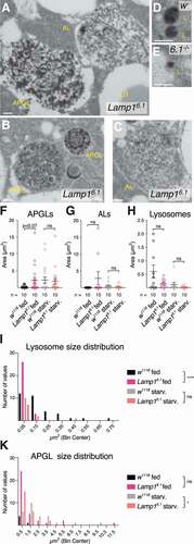 Figure 6. TEM analyses of Lamp1 mutant fat body. (A-E) Examples of autolysosomal structures of Lamp16.1 mutant (A-C) and WT (D) 3rd instar fed larval fat body. APGL: autophagolysosome; AL: autolysosome; L: lysosome; LD: lipid droplet. See also methods for structure definitions. Scale bars: 0.5 µm. Original full images are shown in Fig. S7. (F-H) Quantification of density (area per field of view) of APGLs (F), ALs (G), and lysosomes (H) under indicated conditions. Mann-Whitney tests. (I, K) Size distribution of Lysosomes (I) and APGLs (K) under indicated conditions. Mann-Whitney and Kolmogorov-Smirnov tests. * P < 0.05; **** P < 0.0001; ns: not significant.