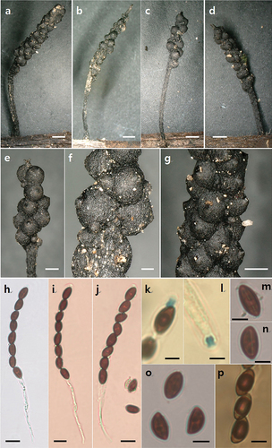 Figure 11. Xylaria pteridicola (holotype). (a–d) Stromata on decomposing petioles of Pteridium. (e–g) Stromatal surface. (h–j) Asci. (k–l) Ascal apical ring. (m–n) Ascospore with germ silt. (o) Ascospores in India ink. (p) Ascospores in Melzer’s iodine. Scale bars: a – d = 1 mm; e, g = 0.5 mm; f = 0.2 mm; h – j = 10 µm; k – p = 5 µm.