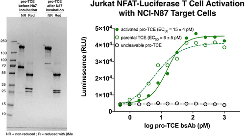 Figure 4. NCI-N87 tumor cell secreted proteases trigger pro-TCE activity. SDS-PAGE gel electrophoresis of pro-TCE before and after incubation with NCI-N87 cellular supernatant for 1 h (left). Jurkat NFAT-Luciferase T cell activation assay with NCI-N87 target cells (right). The reported EC50 value is an average of three replicates with errors reflecting the 95% confidence intervals of the average measurements.