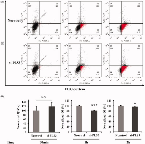 Figure 5. Down-regulation of plastin 3 (PLS3) may decrease the cell’s sensitivity to Abraxane (ABR) via the impairment of endocytosis. (A) Representative dot plots showing FITC-dextran uptake in cells transfected with Ncontrol or si-PLS3 at 30 min, 1 h, and 2 h. (B) Quantification of the Q3 population and histogram plots showing a decrease in FITC-dextran uptake upon PLS3 down-regulation. The analysis was carried out by using FlowJo 10.0 software. ***p < .001, *p < .05 versus Ncontrol. N.S.: No significance. All the data represent the means ± SD of three independent experiments.