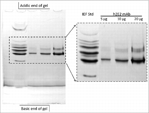 Figure 3. 5% acrylamide non-equilibrium pH gel electrophoresis (NEPHGE) analysis of monoclonal antibody h2E2. NEPHGE was performed as described in Methods, with the gel run for 90 minutes at 200 V. Aliquots of 5, 10 and 20 μg of h2E2 antibody were analyzed, and the region of the gel containing the separated variants of the monoclonal antibody is expanded on the right side of the figure. Note the separation of several groups of charged variants of the antibody by this technique. BioRad IEF gel standards are shown in the left lane of the gel.
