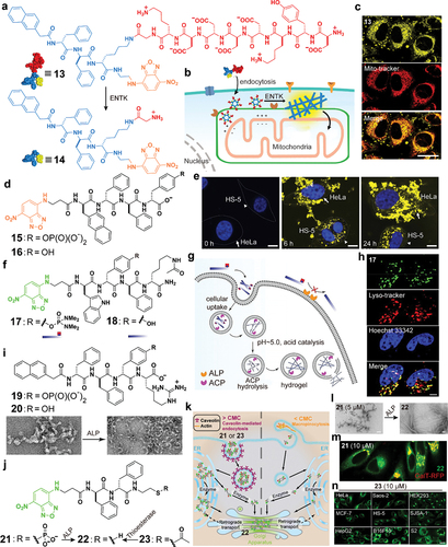 Figure 4. (a) Chemical structures of compound 13 and 14. (b) Schematic illustration of ENTK instructed enzymatic reaction to convert micelles to nanofibers on mitochondria. (c) CLSM images of 13 and Mito-tracker in HeLa cells. Scale bar = 30 μm. (a)-(c) are reproduced by permission from [Citation35], copyright [2018, American Chemical Society]. (d) Chemical structures of compound 15 and 16. (e) Time-dependent CLSM images of 16 selectively form on HeLa cells and in HS-5 cells in the co-culture of HeLa and HS-5 cells ([Citation15] = 500 μM). Scale bar = 10 μm. (d)-(e) are reproduced by permission from [Citation54], copyright [2016, Elsevier]. (f) Chemical structures of compound 17 and 18. (g) Schematic illustration of the lysosome specific construction of nanofibers in living cells through multistage processes. (h) CLSM images of Saos-2 cells incubated with 17 (100 μM) for 4 h. Scale bar = 5 μm. (f)-(h) are reproduced by permission from [Citation41], [2021, John Wiley and Sons]. (i) Chemical structures of compound 19 and 20, as well as the TEM images of morphological transformation of 19 (0.5 wt %) after adding ALP (1 U/mL) into crescent-shaped aggregates. Scale bar = 50 nm. Reproduced by permission from [Citation42], [2018, American Chemical Society]. (j) Chemical structures of compound 21 and 22 and 23, and the involving enzymatic reactions. (k) Schematic illustration of the cellular uptake of 21 or 23 that is enzymatically processed into 22 to accumulate at Golgi; CMC means critical micelle concentration. (l) TEM images of 21 (5 μM) before and after the addition of ALP (0.1 U/mL) for 24 h. Scale bar = 100 nm. (j)-(l) are reproduced by permission from [Citation44], [2021, John Wiley and Sons]. (m) CLSM images of Galactose-1-phosphate uridylyltransferase red fluorescent protein (GalT-RFP) transfected HeLa cells treated with 21 (10 μM) for 8 minutes. Scale bar = 20 μm. (n) CLSM images of different cells (HeLa, Saos-2, HEK293, MCF-7, HS-5, SJSA-1, HepG2, B16F10, and S2) treated with 23 (10 μM) for 8 min. Scale bar = 20 μm.(m)-(n) are reproduced by permission from [Citation45], [2022, American Chemical Society].