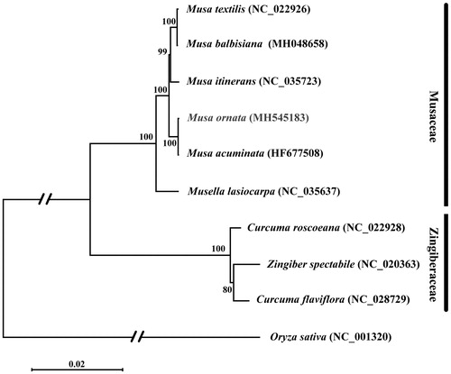 Figure 1. Maximum-likelihood phylogenetic tree of M. ornata with 9 species in the order Musaceae and Zingiberaceae based on complete chloroplast genome sequences. Numbers in the nodes are bootstrap values from 1000 replicates. Taxon in red colour is the new genome reported in this study. Bootstrap values are shown above the nodes. The chloroplast genome accession number for tree construction is listed as follows: Musa ornata (MH545183), Musa balbisiana (MH048658), Musa textilis (NC_022926), Musa itinerans (NC_035723), Musa acuminata (HF677508), Musella lasiocarpa (NC_035637), Curcuma flaviflora (NC_028729), Curcuma roscoeana (NC_022928), Zingiber spectabile (NC_020363), Oryza sativa (NC_001320).