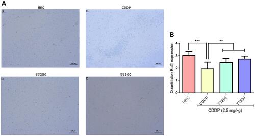 Figure 7 Effect of TT on immunostaining intensity for Bcl2 protein in CDDP induced neurotoxicity in rats. (A) Representative photomicrographs (×400) of Bcl2 immunohistochemistry of rat brain, (B) Quantitative expression of Bcl2. Results are expressed as mean ±SD (n=6) and analyzed using one-way ANOVA followed by Tukey's post hoc test. *p<0.001 indicates significant difference compared to HNC group; **p<0.001 indicates significant difference compared to CDDP group.
